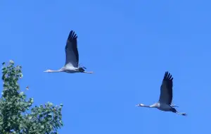 Tom 06 Kraanvogel met jong